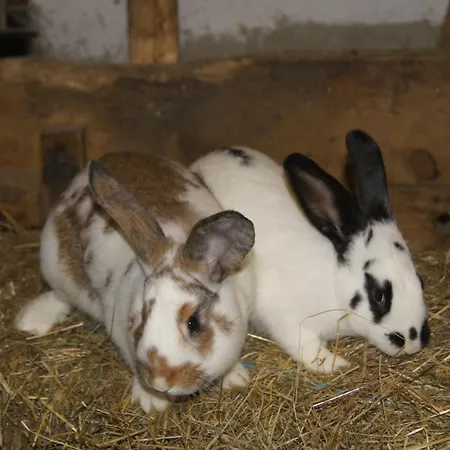 Aparthotel Ederhof Schlanitzen