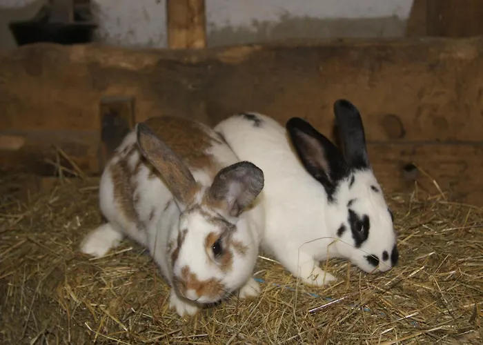 Aparthotel Ederhof Schlanitzen