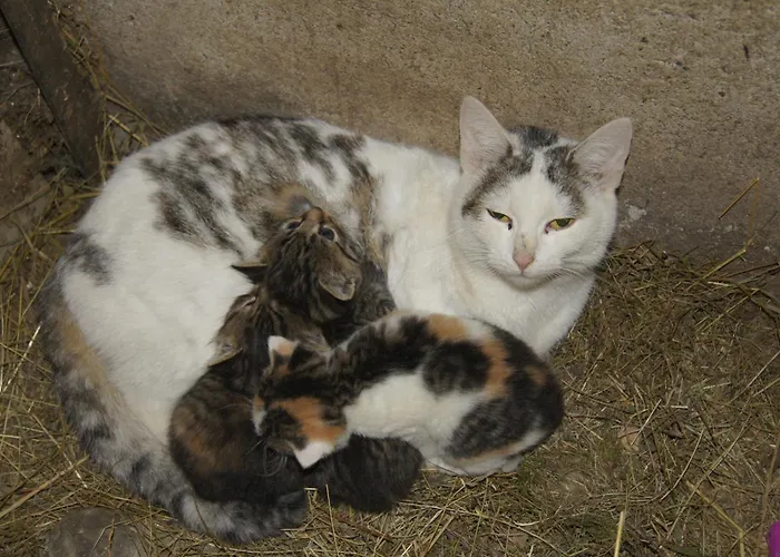 Aparthotel Ederhof 4*